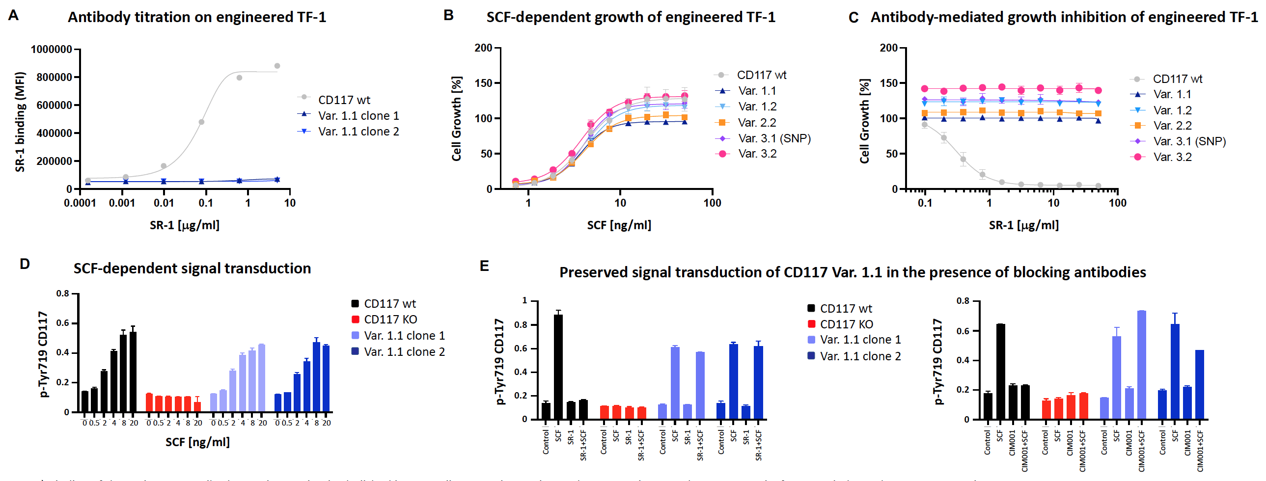 Engineered TF-1: normal SCF binding, proliferation and c-Kit phosphorylation
