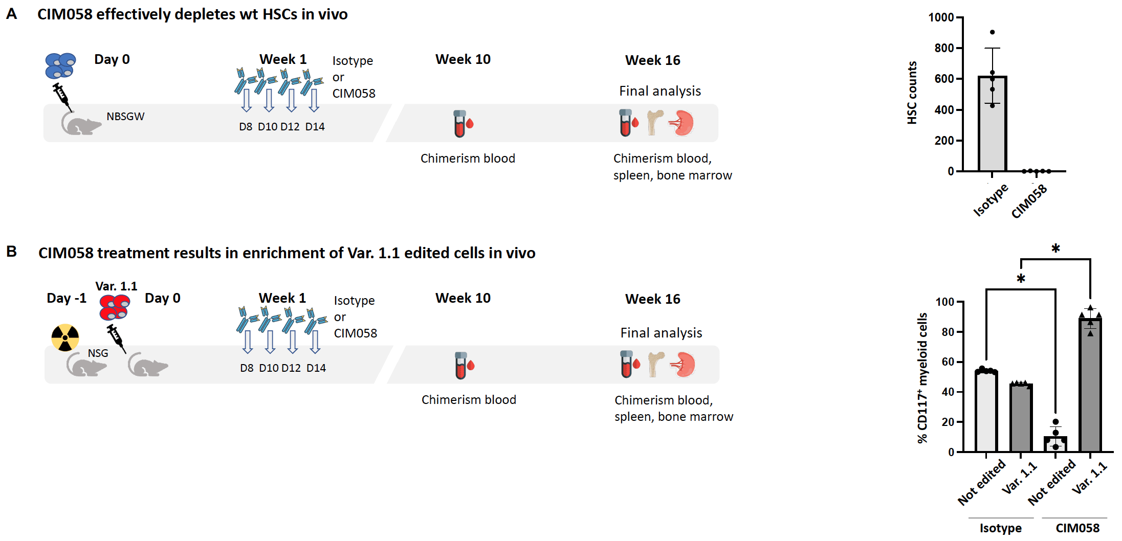 In vivo CIM058-mediated HSPC depletion and engraftment + shielding of HSPC Var.1.1